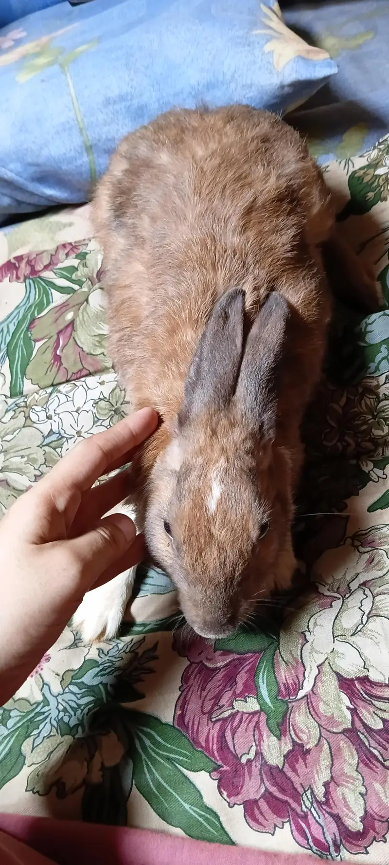 breeder female for sale — photo 5