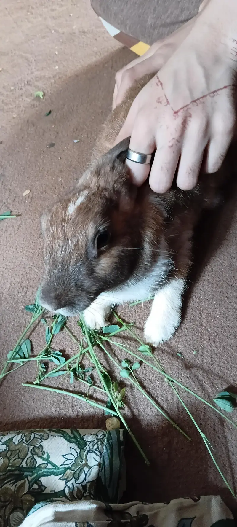 breeder female for sale — photo 6