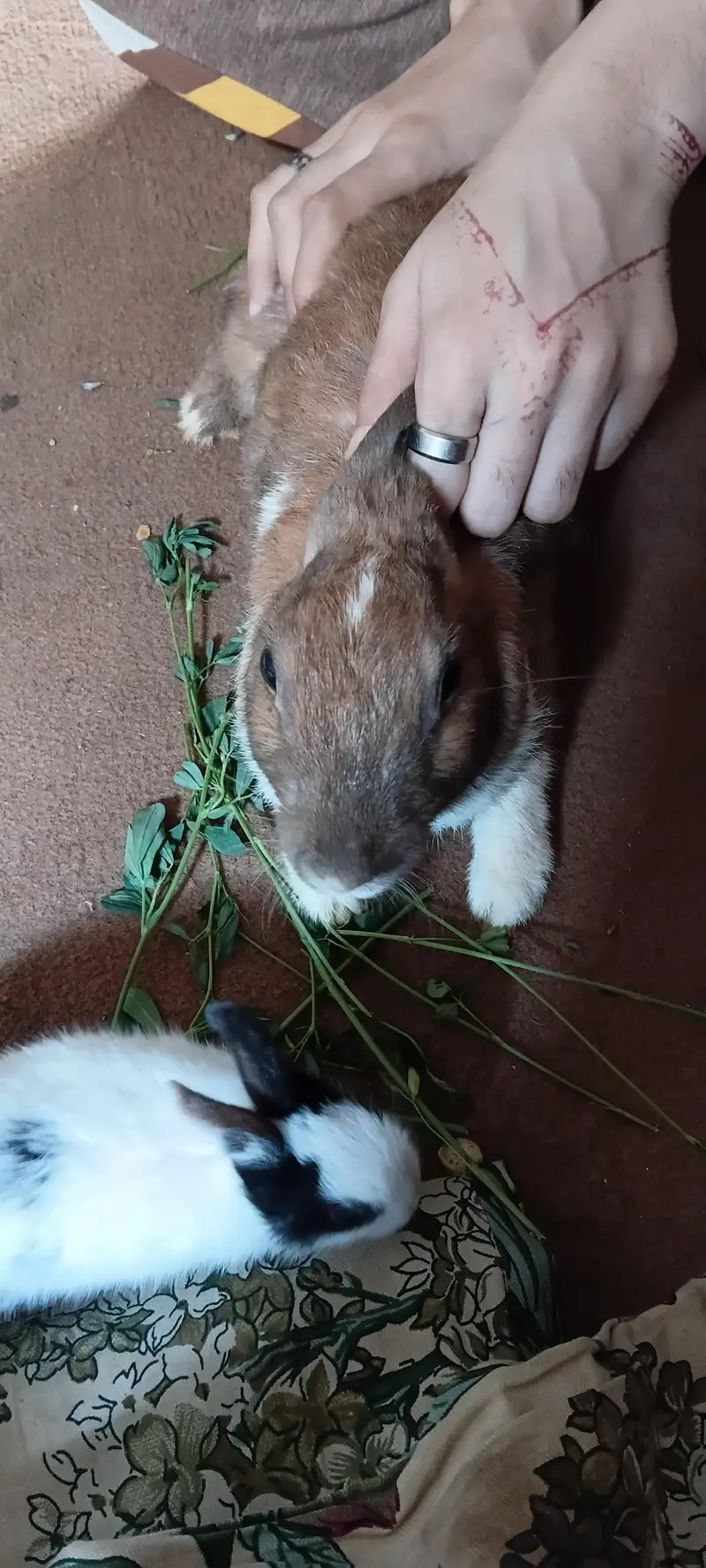 breeder female for sale — photo 8