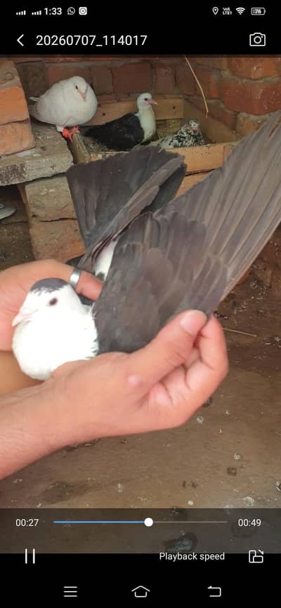 pigeon available