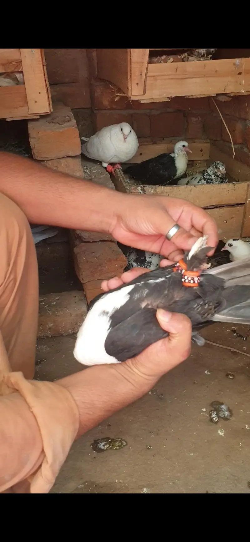 pigeon available — photo 2