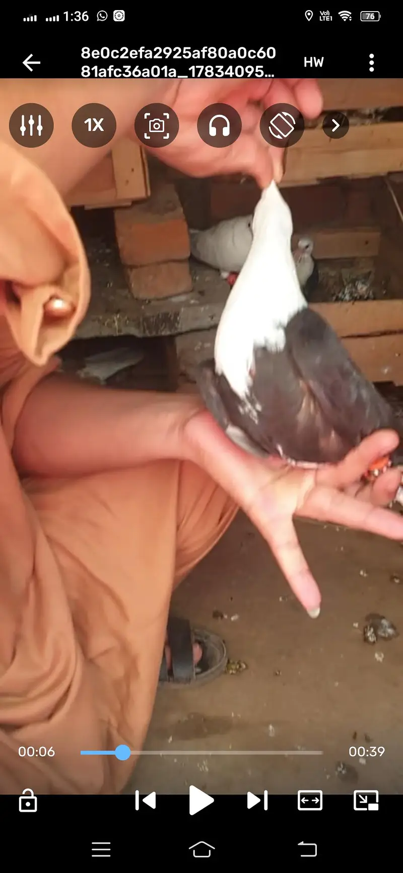 pigeon available — photo 3