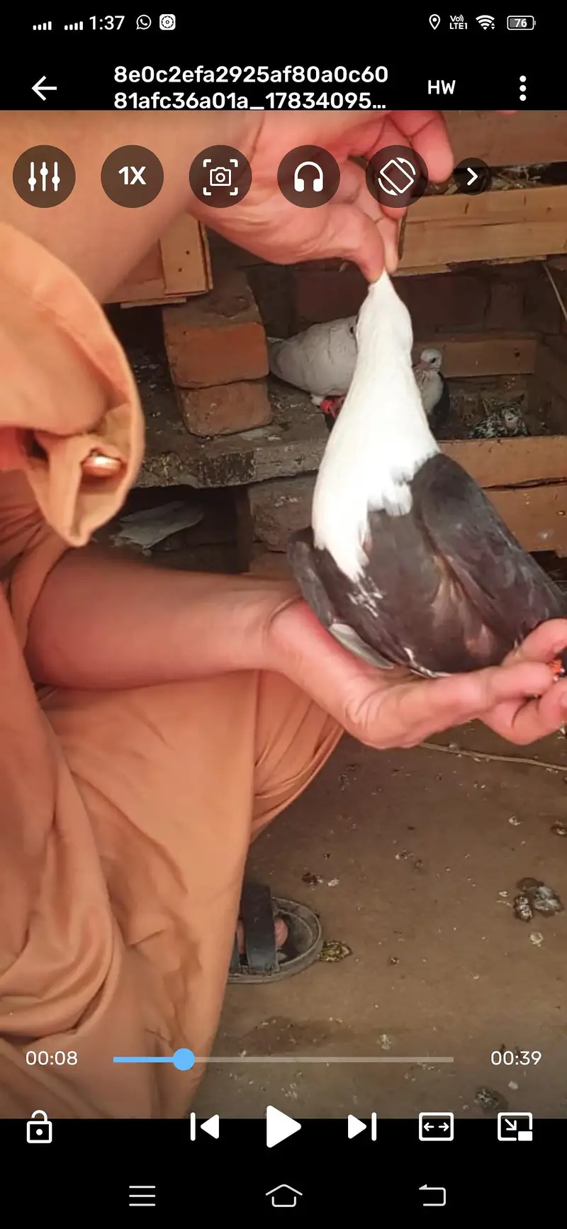 pigeon available — photo 4