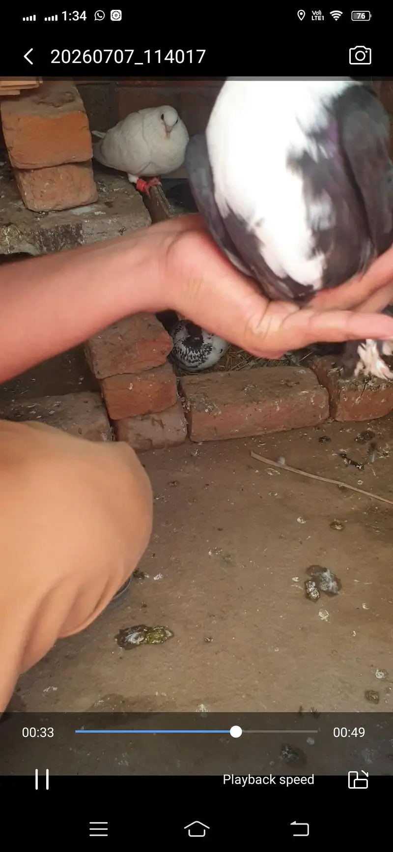 pigeon available — photo 6