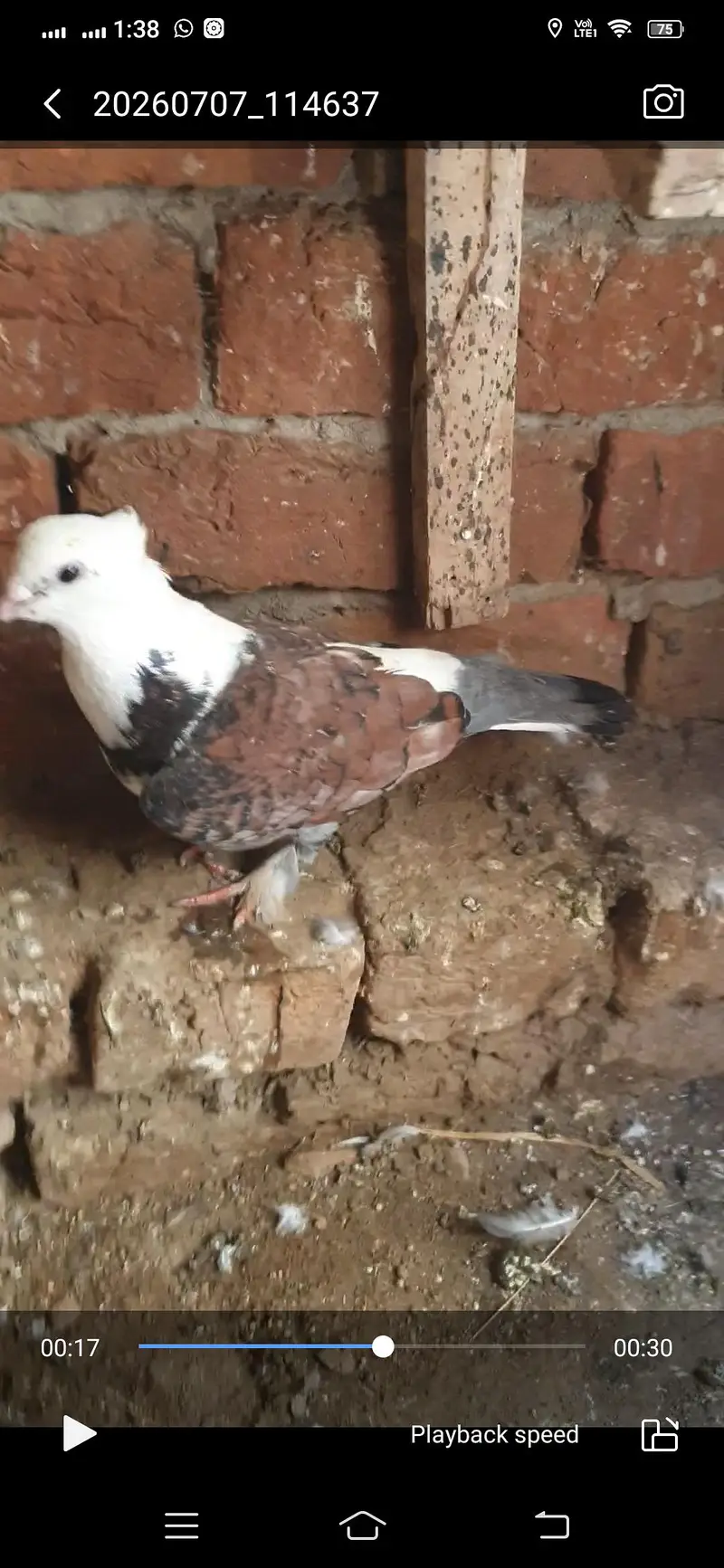 pigeon available — photo 7