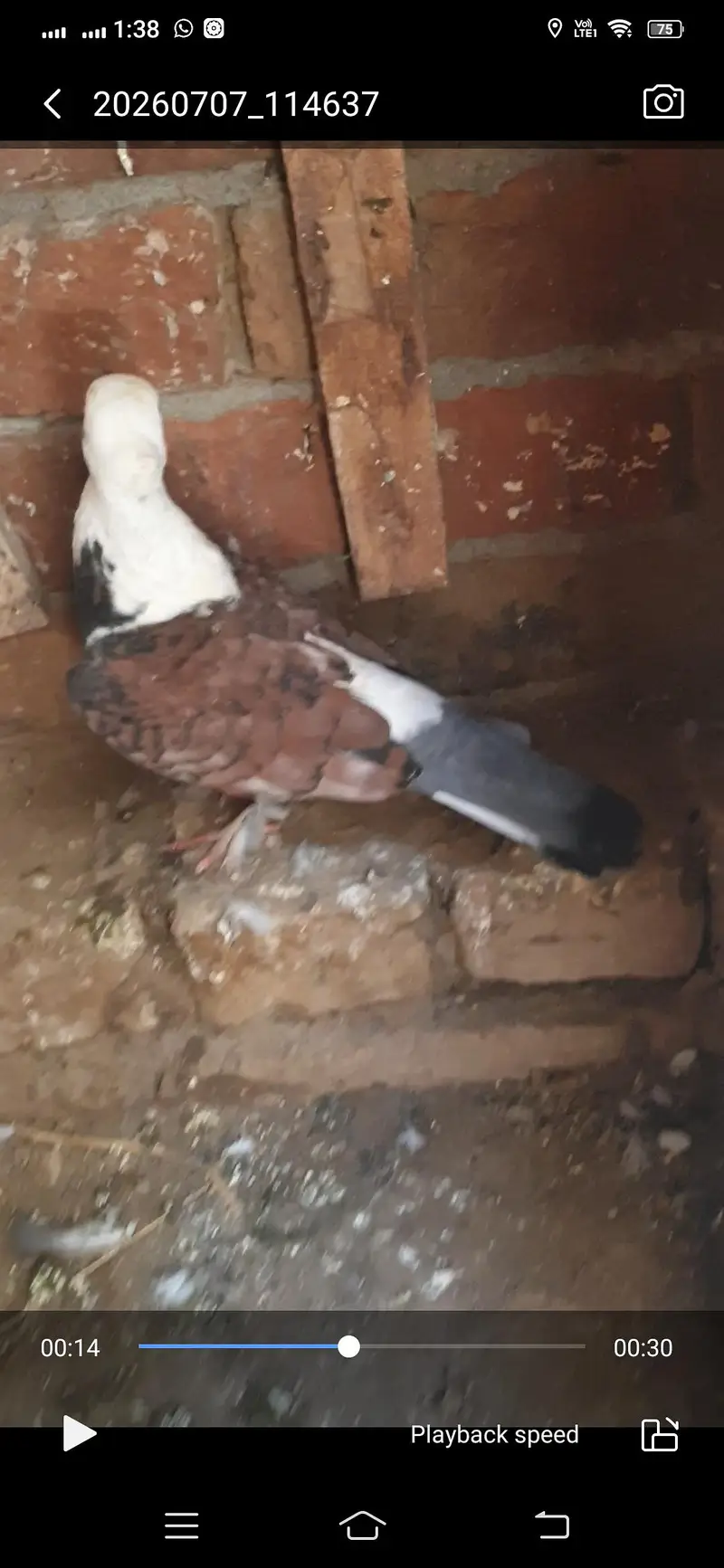 pigeon available — photo 8