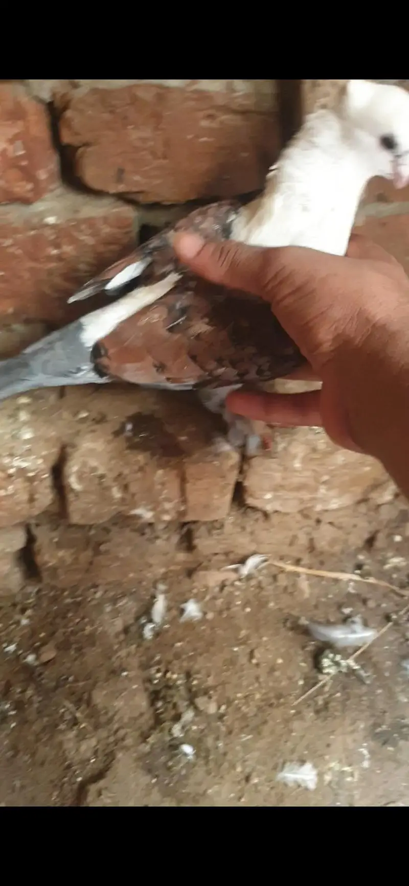 pigeon available — photo 9