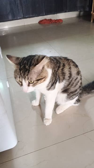 Crosss Cat Parsian