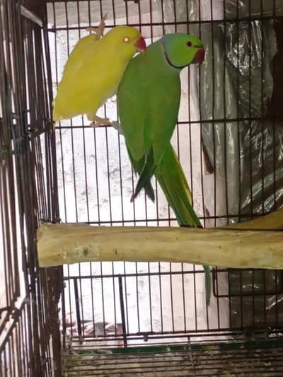 yawllo famile ir green mail pair