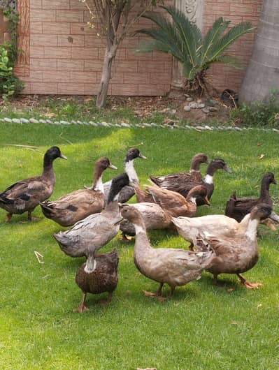 starter ducks for sale| healthy & active| 03409062402