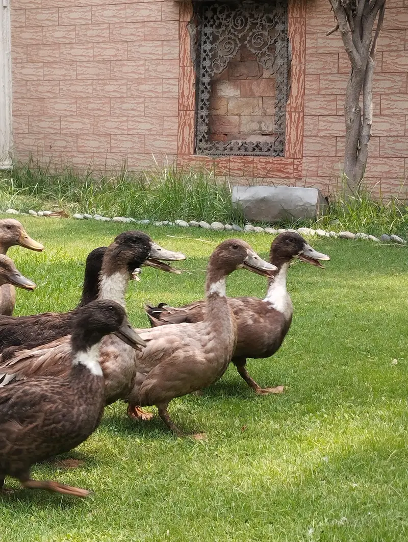 starter ducks for sale| healthy & active| 03409062402 — photo 2