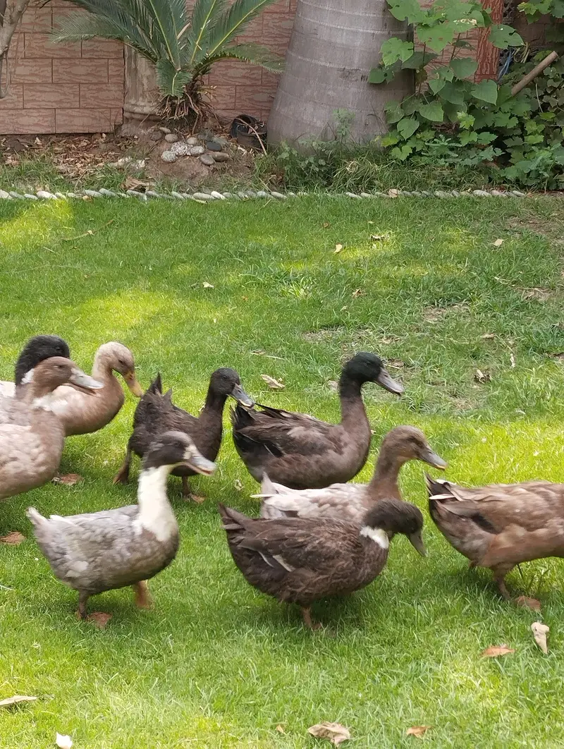 starter ducks for sale| healthy & active| 03409062402 — photo 3