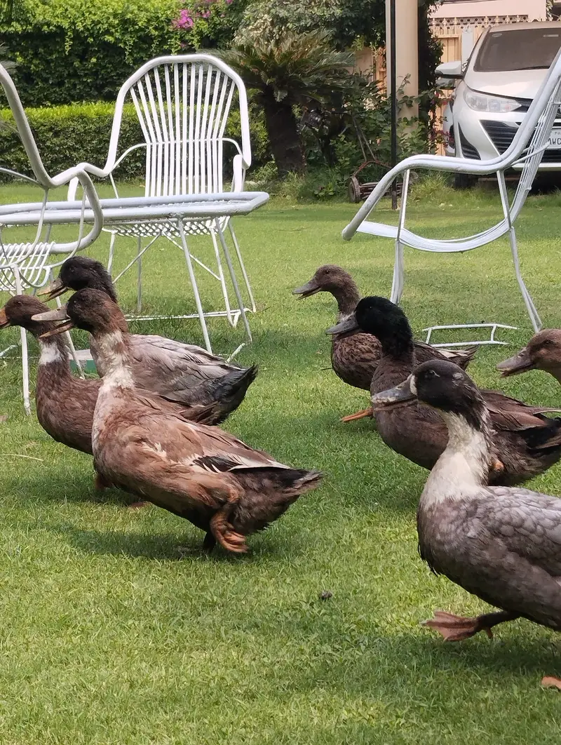 starter ducks for sale| healthy & active| 03409062402 — photo 4
