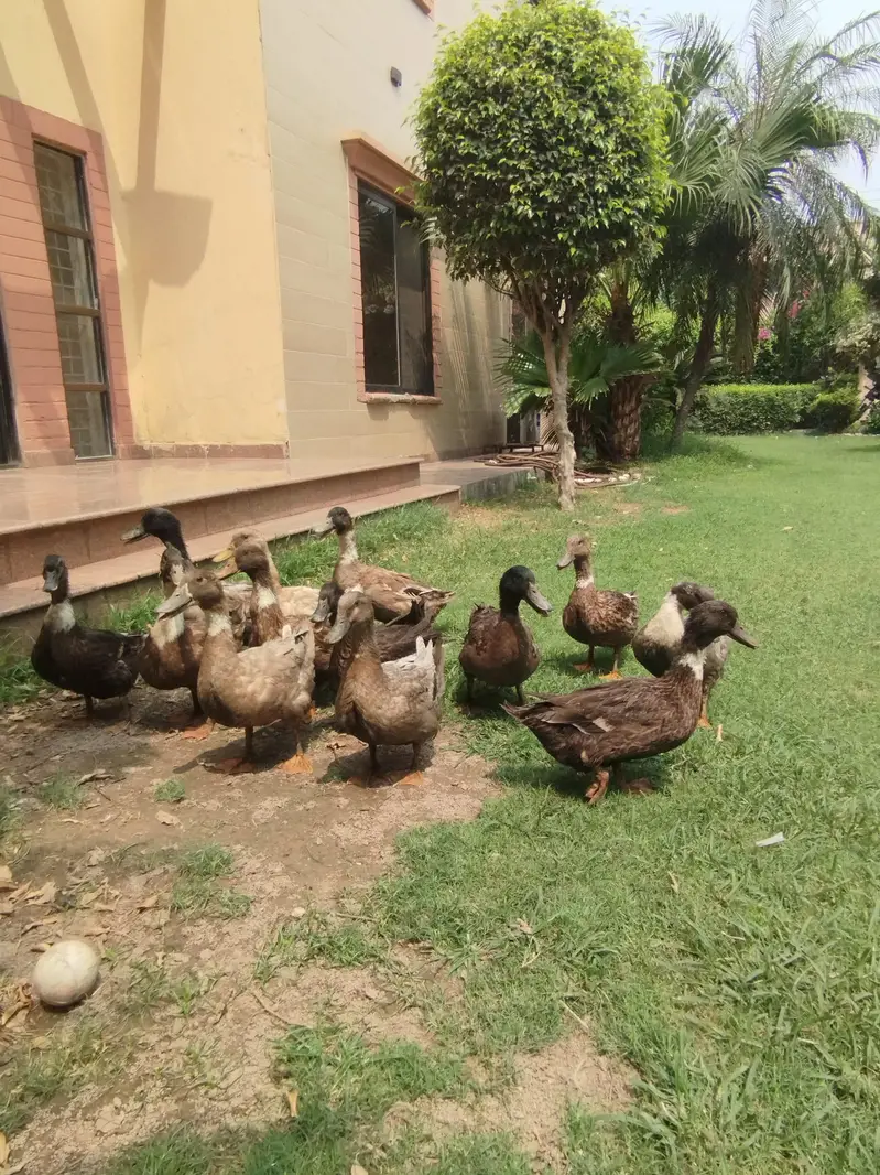 starter ducks for sale| healthy & active| 03409062402 — photo 5