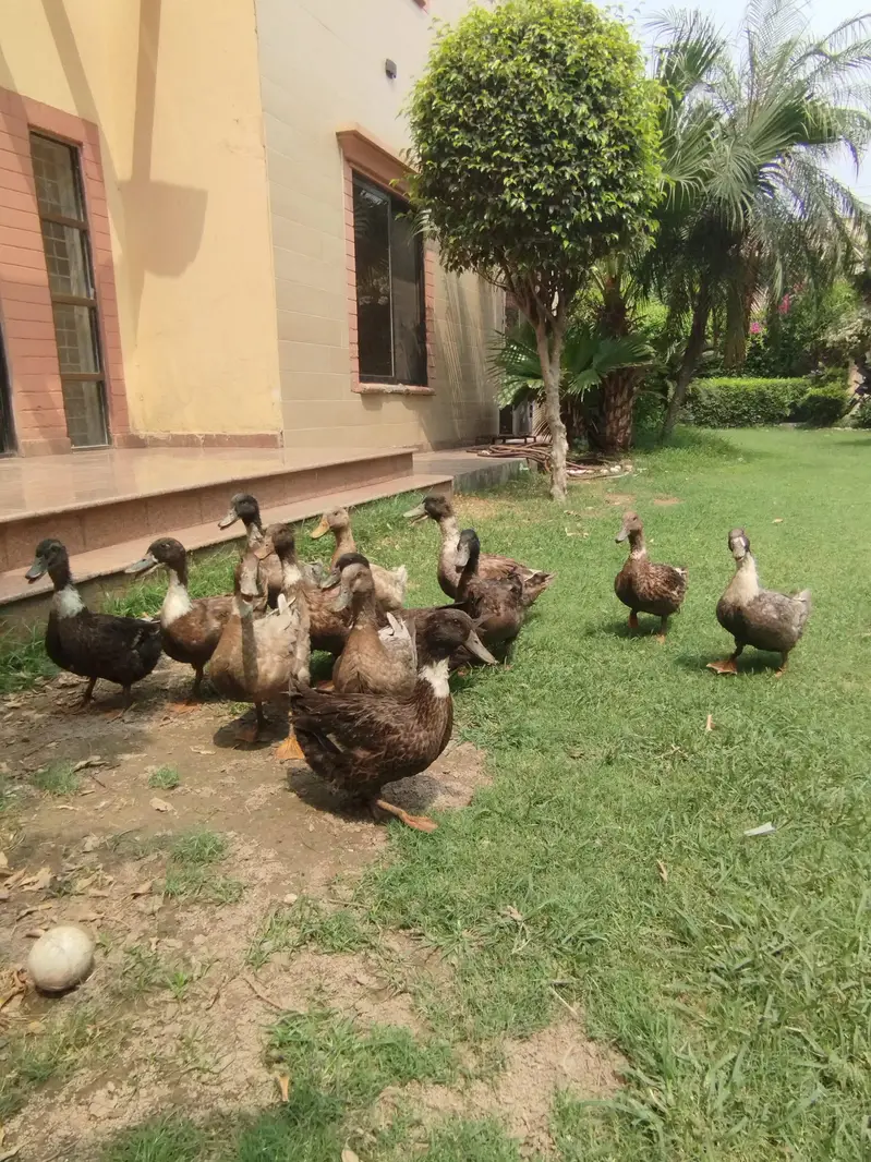 starter ducks for sale| healthy & active| 03409062402 — photo 6