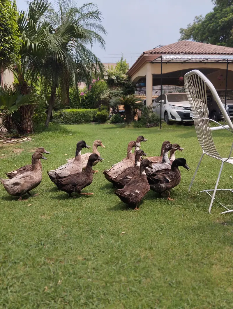 starter ducks for sale| healthy & active| 03409062402 — photo 7