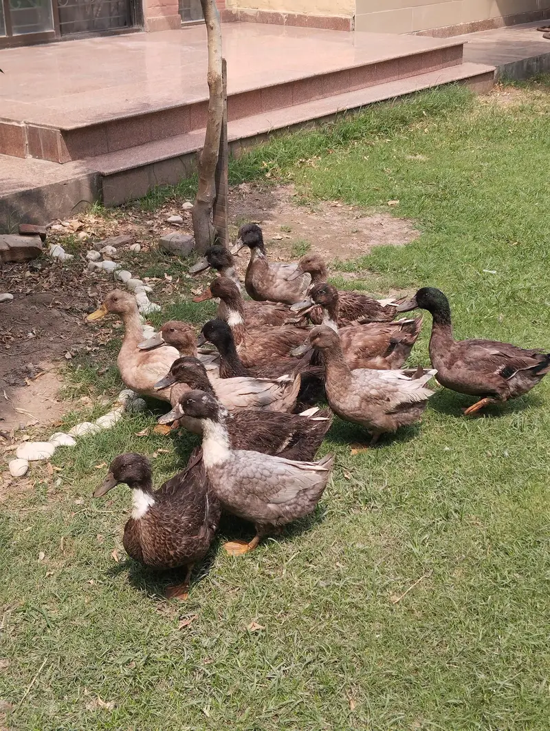 starter ducks for sale| healthy & active| 03409062402 — photo 8