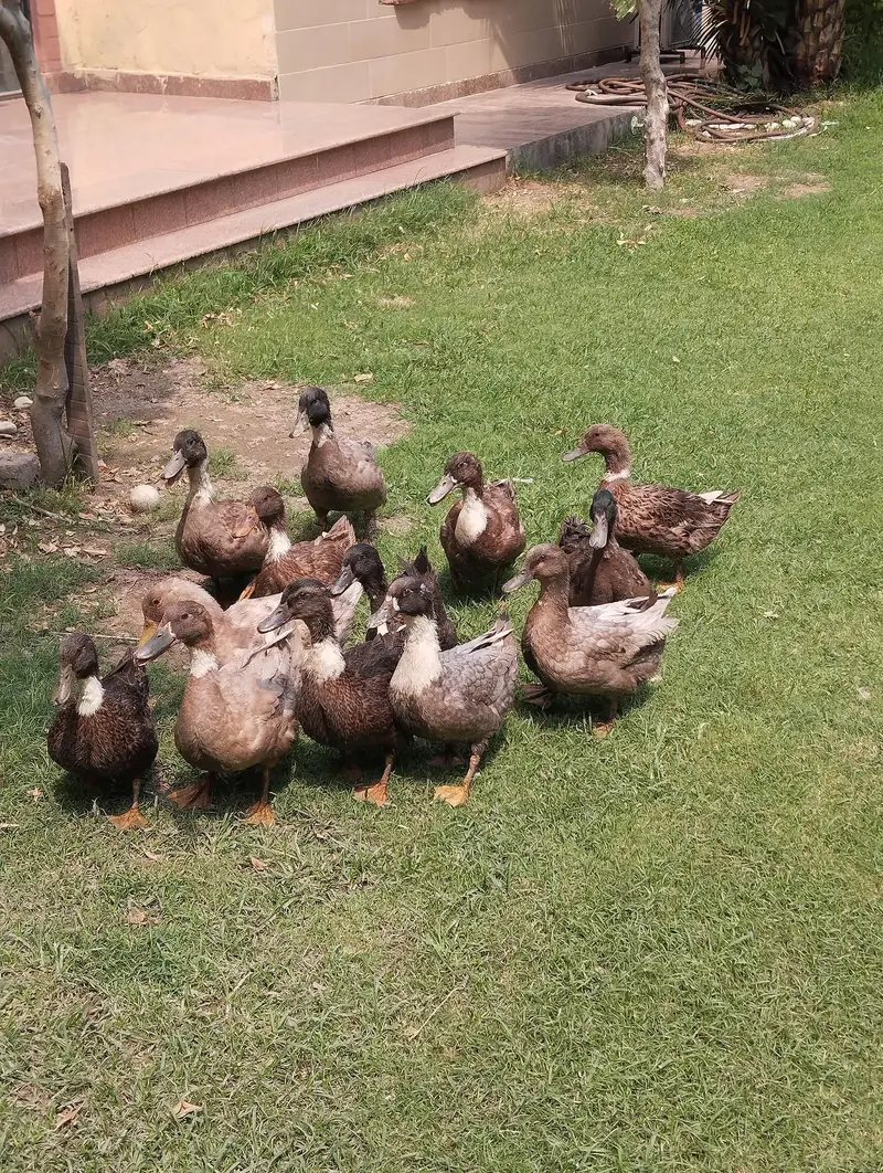 starter ducks for sale| healthy & active| 03409062402 — photo 9