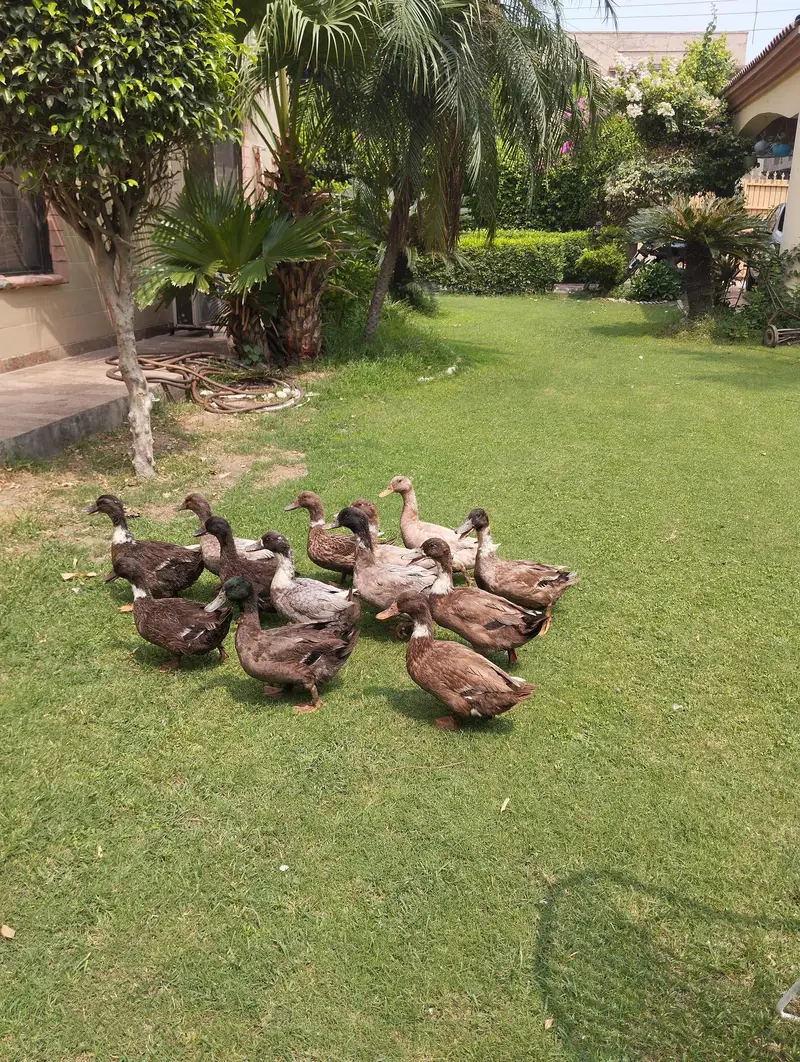 starter ducks for sale| healthy & active| 03409062402 — photo 10