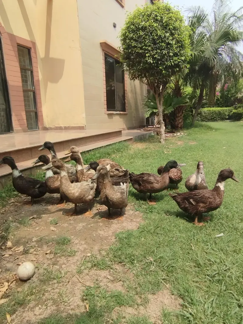 starter ducks for sale| healthy & active| 03409062402 — photo 11