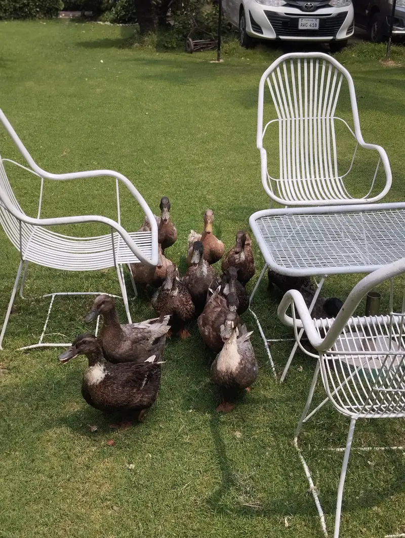 starter ducks for sale| healthy & active| 03409062402 — photo 12