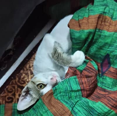 cat adoption alert