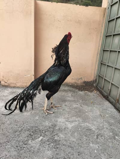 lasini jora ha white eyes ma is nmb pa rbta krA 03145413620