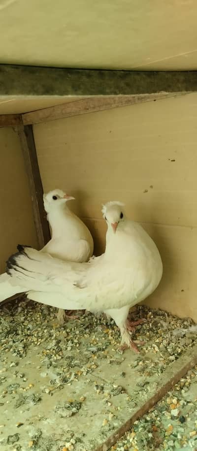 Fril back pigeon