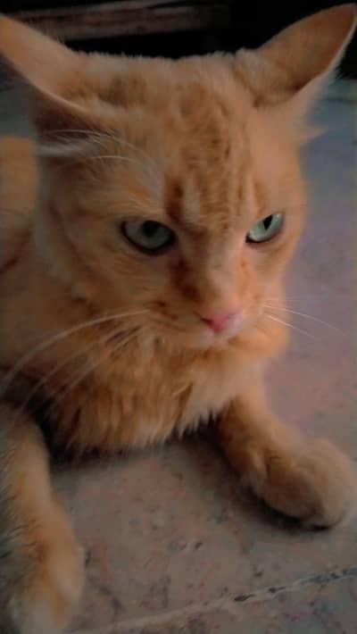 Healthy Female Orange Cat for Sale
