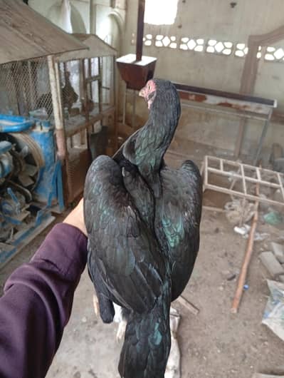 High quality Birds Home breed All birds Are in quality