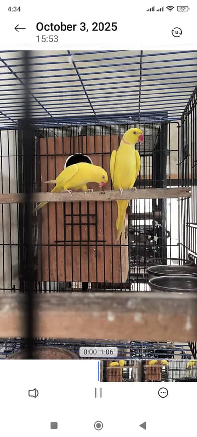 yellow blue white ringneck
