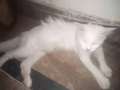 WHITE CAT