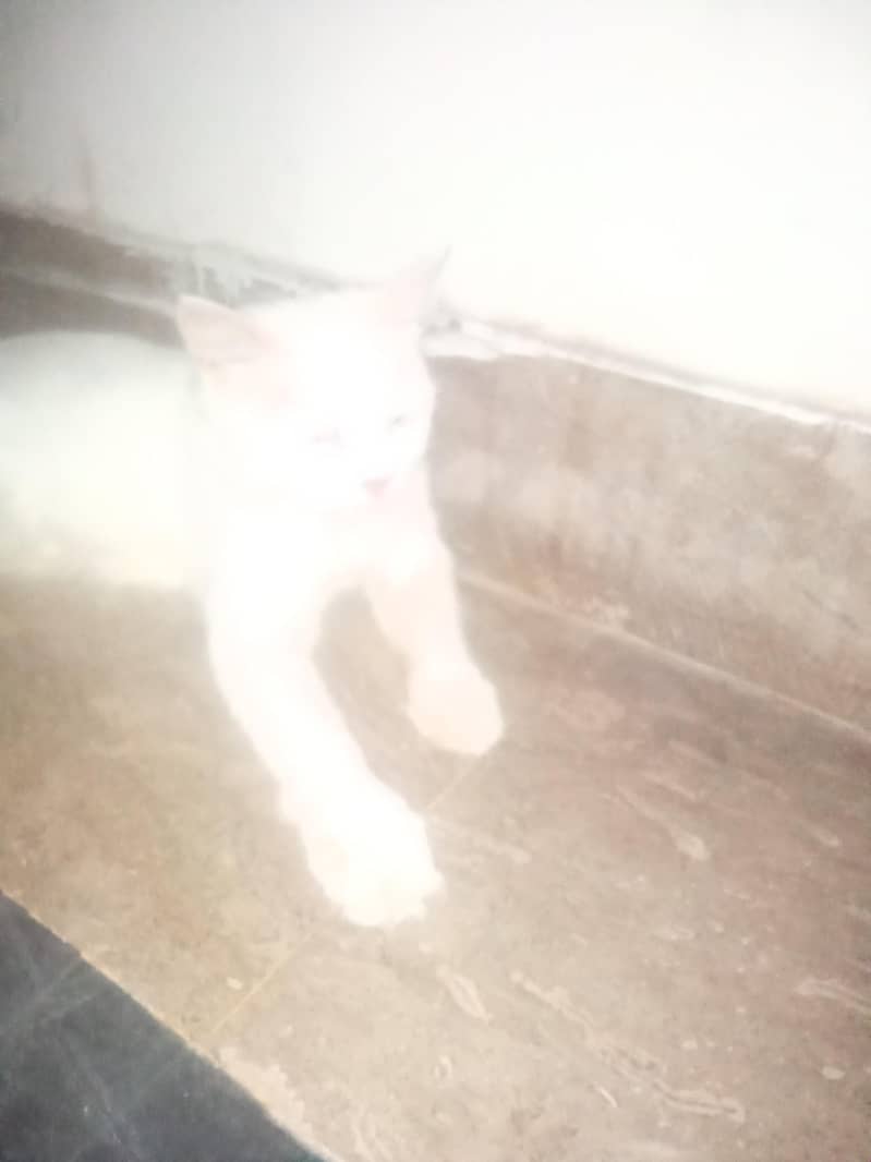 WHITE CAT 1