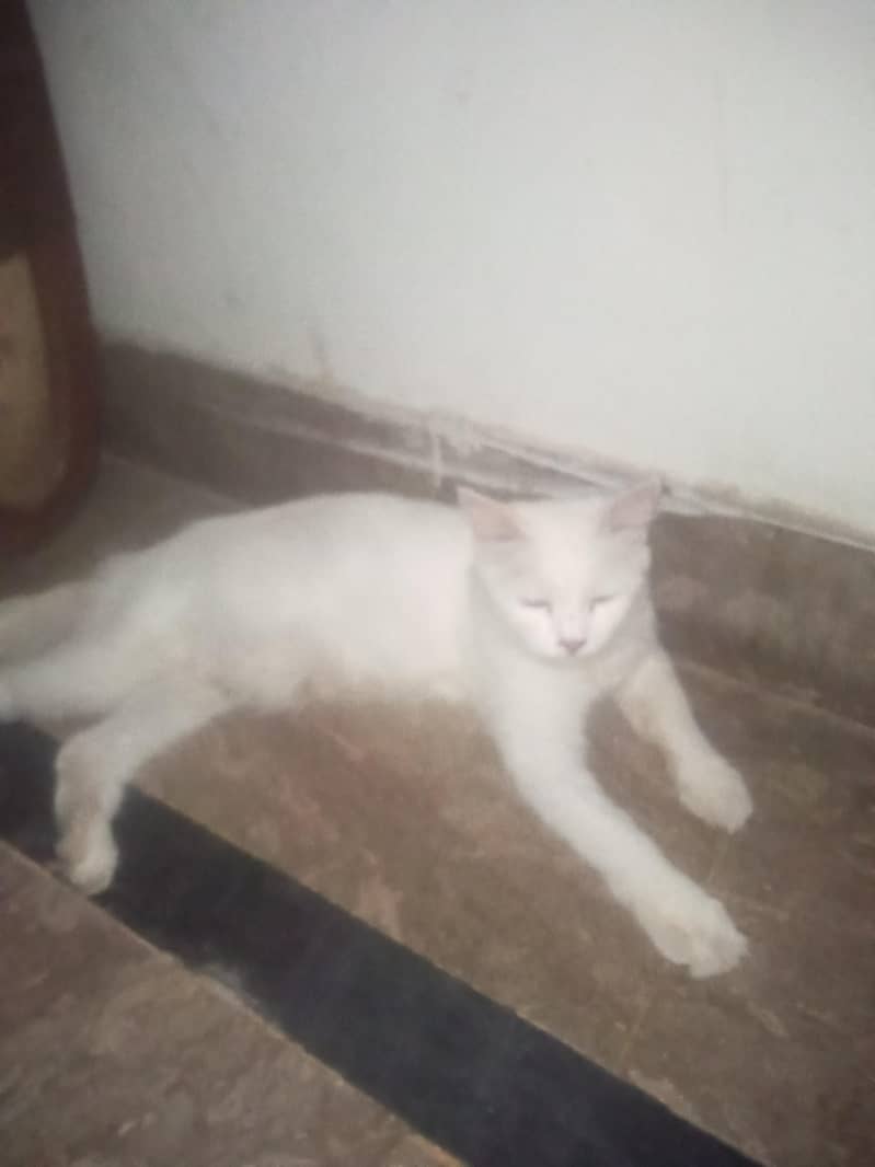 WHITE CAT 2