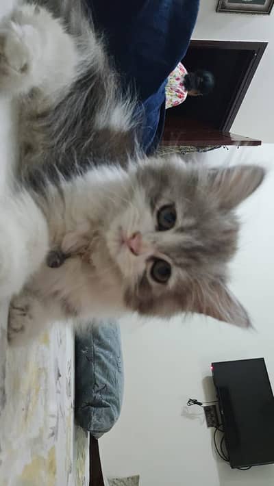 Kitten