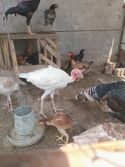 White turkey male