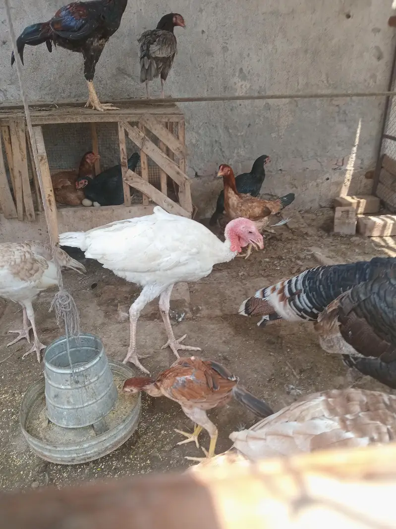 White turkey male — photo 3