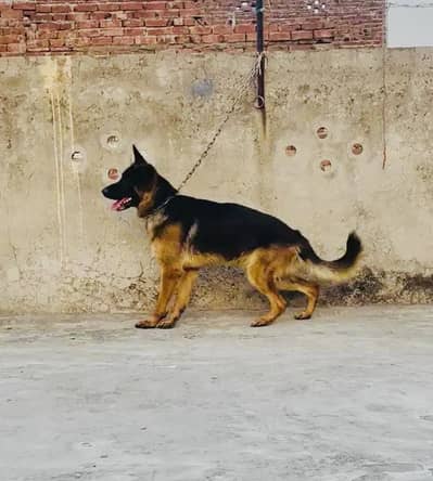 Top quality German Shepherd black mask