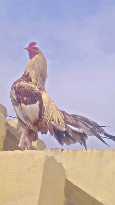Mianwali Shajra Aseel
