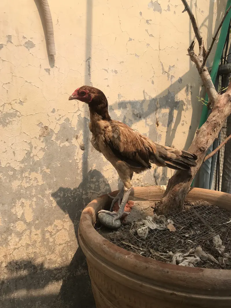 Aseel Thai and burmi cross females — photo 2
