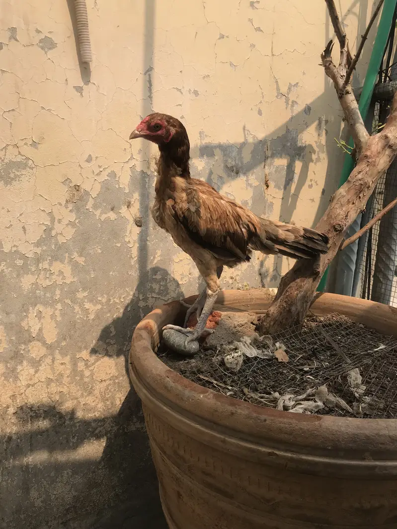 Aseel Thai and burmi cross females — photo 6