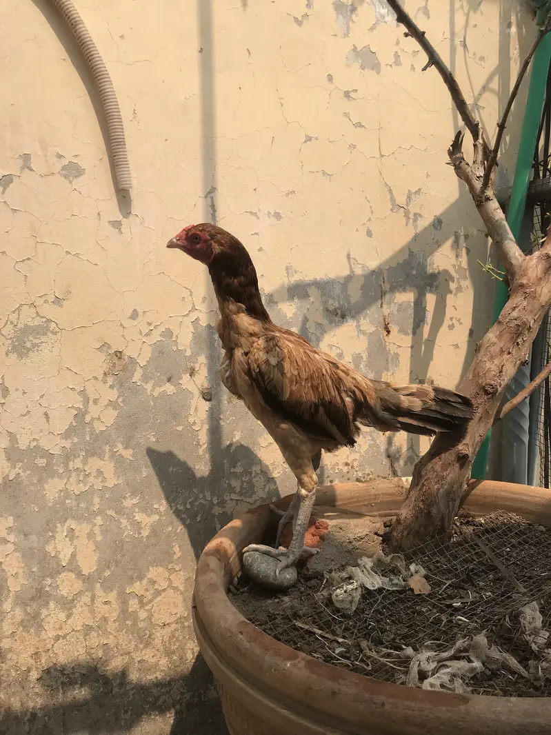 Aseel Thai and burmi cross females — photo 8