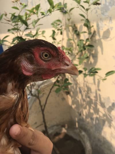 Aseel Thai and burmi cross females