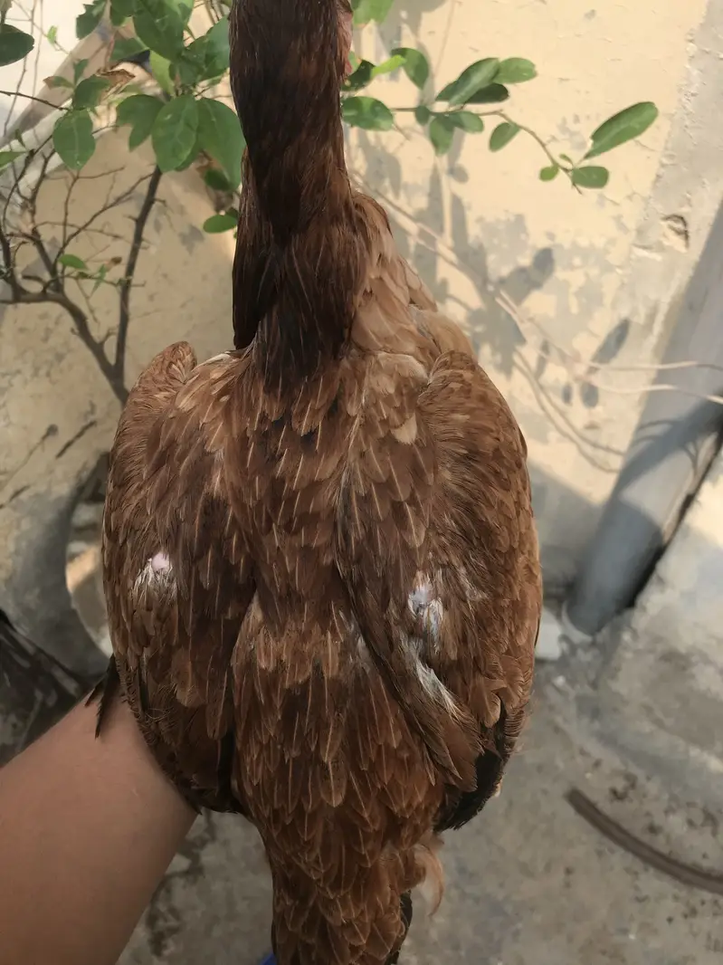 Aseel Thai and burmi cross females — photo 11
