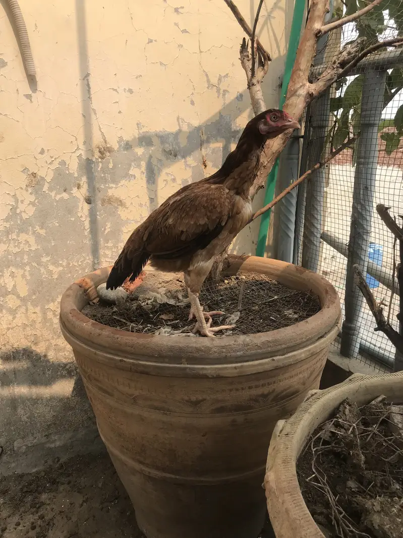 Aseel Thai and burmi cross females — photo 12