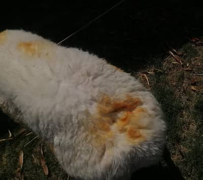 Beautiful sheep ( Dumba)