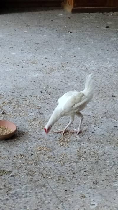 White Aseel Hen