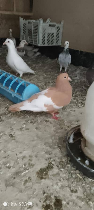 2 Pairs of Pegions   And 2 Male Pigeons