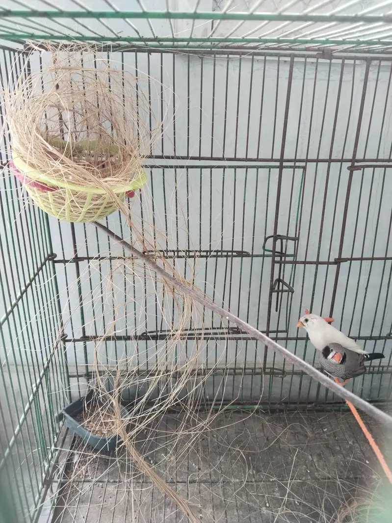 Zebra finches ka breeder pair ful active