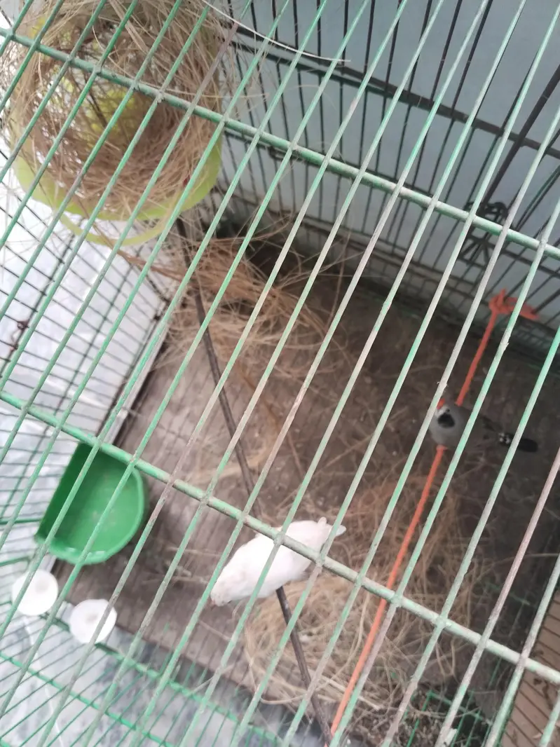 Zebra finches ka breeder pair ful active — photo 2